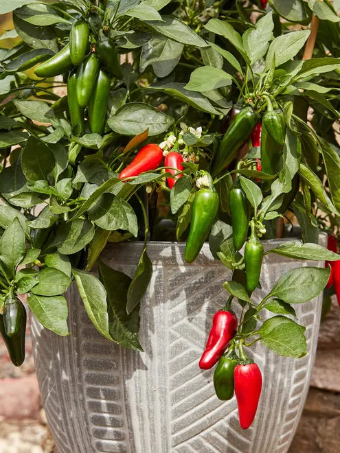 Hot Pepper Seeds - Pot-a-Peno