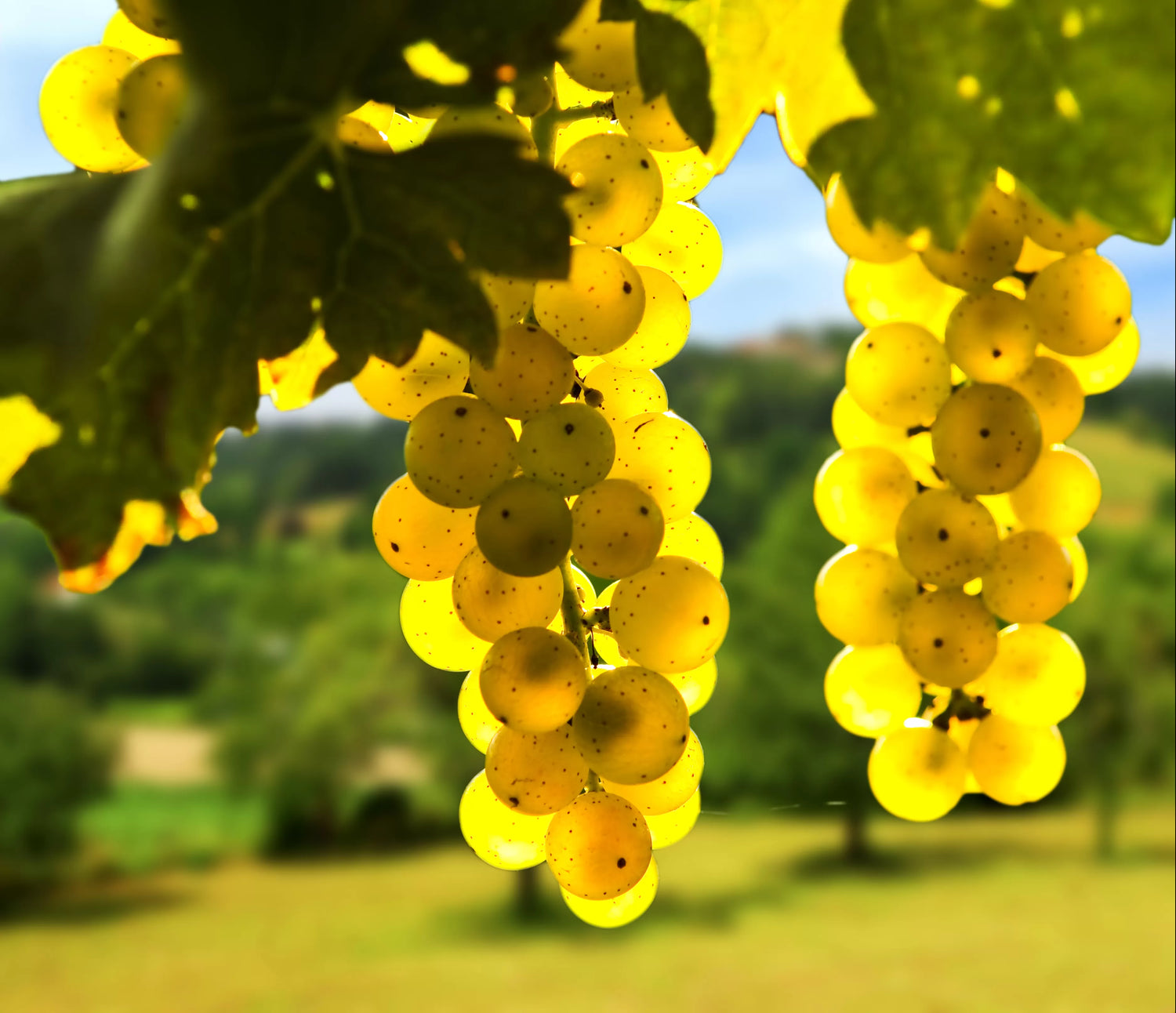 Grape Fruit Seed for Planting -Yellow - heirloom & Non GMO Seeds