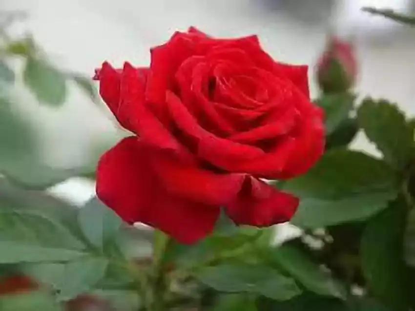 Fragrant Red Rose Plant Seeds for Garden Heirloom Non-GMO Seeds for Planting and Growing for planting in home garden
