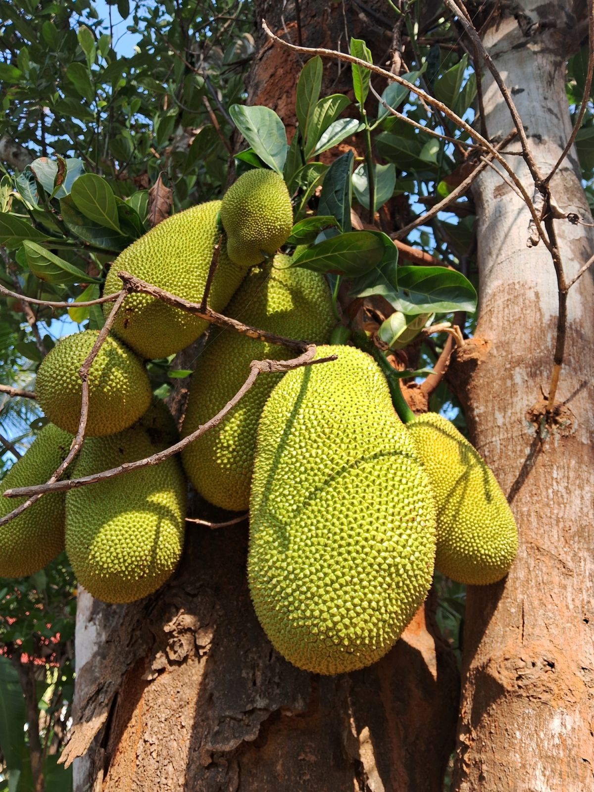 Cempedak (Artocarpus integer)