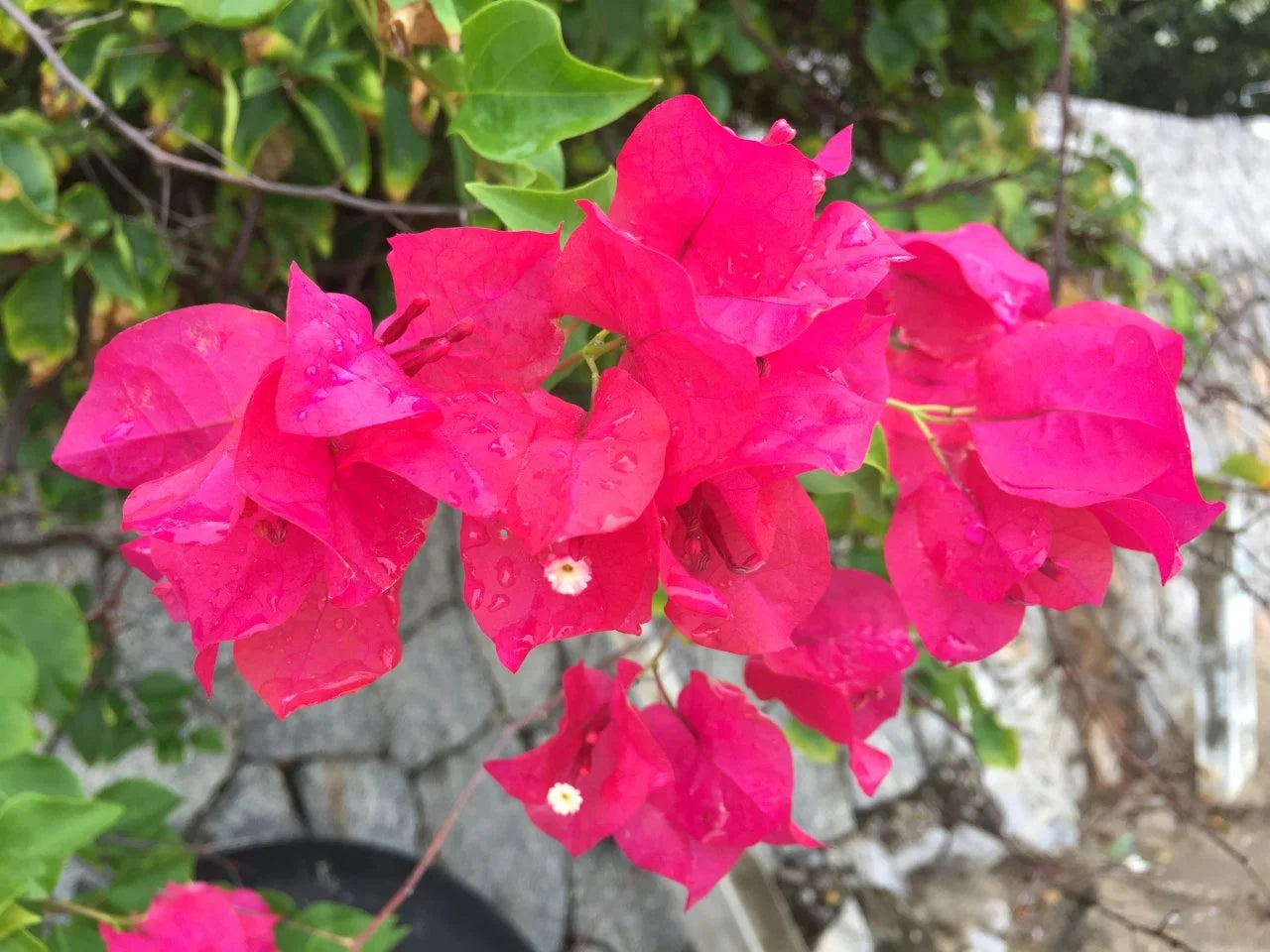 Blooming Bougainvillea Bonsai Seeds – Tropical Vine for Vibrant Miniature Gardens