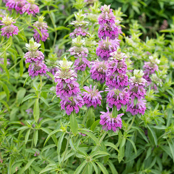 Lemon Bergamot Herb Seeds for Perennial Herb Gardens – Fresh Herb for Your Garden