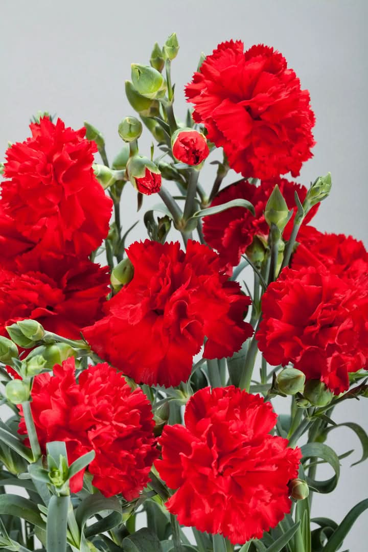 Carnation Flower Seeds for Planting – Fragrant Long-Lasting Garden Blooms