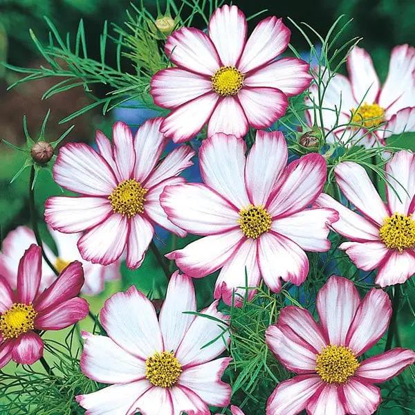 Candy Stripe Cosmos Flower Seeds for Planting – Vibrant, Non-GMO, Heirloom Seeds Dhara Seeds