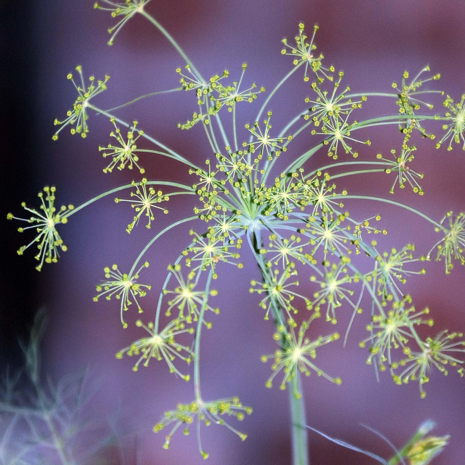 Bouquet Dill Herb Seeds for Planting – Heirloom & Non-GMO Seeds for Cu