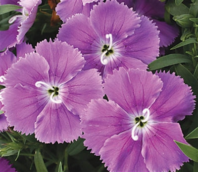 Diana Blueberry Dianthus Seeds