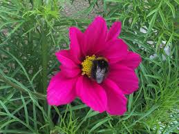 Cosmos Bipinnatus "Dazzler" Bold Carmine Flower Seeds