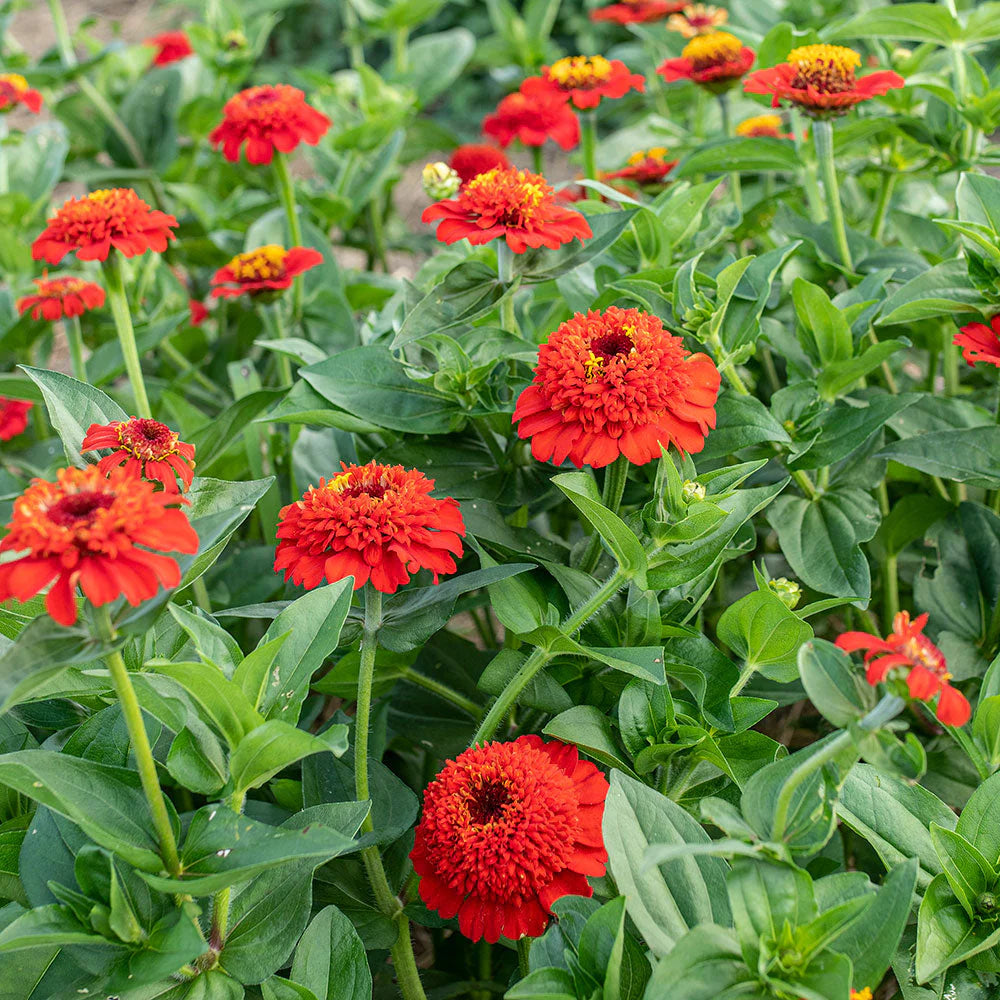 Zinnia Zinderella Red