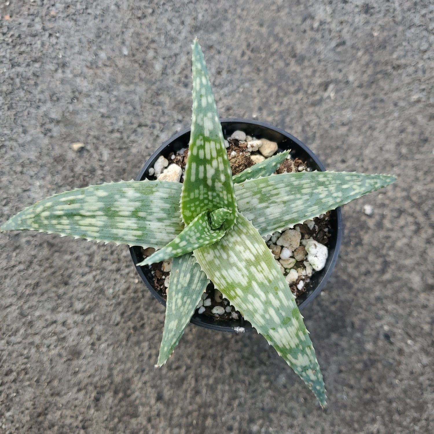 Green White Aloe Vera Plant Seeds for Planting - Heirloom & Non-GMO Seeds for planting – Fresh Herb for Your Garden