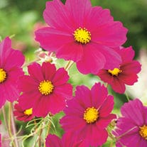Cosmos Bipinnatus "Dazzler" Bold Carmine Flower Seeds