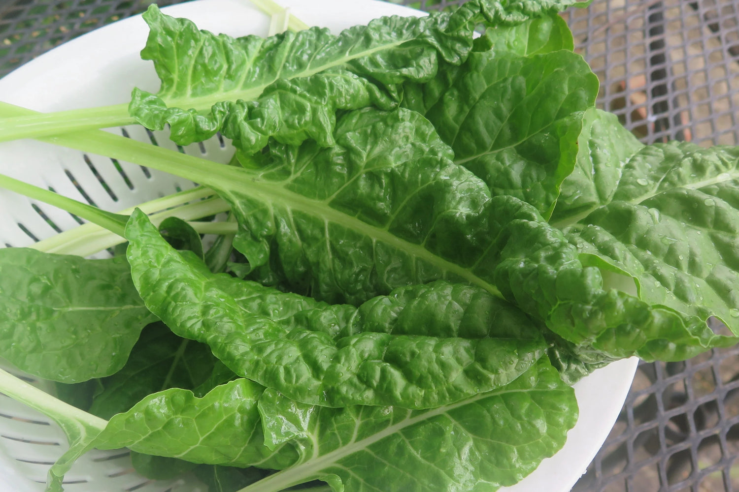 Green Swiss Chard Seeds for Planting