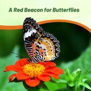 Mexican Sunflower Red - Striking Red Wildflower Bloom Seeds