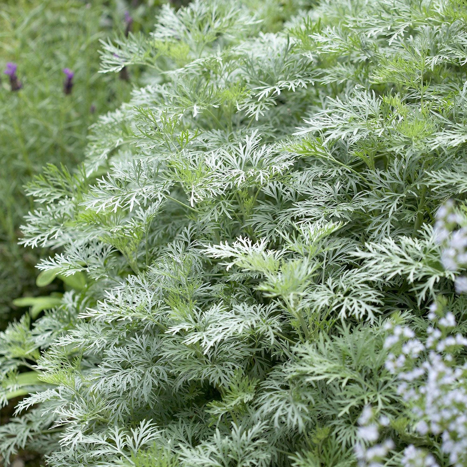 Artemisia Powis Castle Wormwood