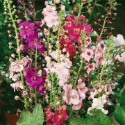 Verbascum Mix Assorted Soft Tone Bloom Seeds