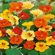 Nasturtium Mix Bright and Colorful Garden Bloom Seeds