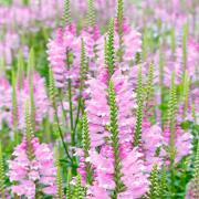 Obedient Plant Pink Delicate Pink Spiky Bloom Seeds