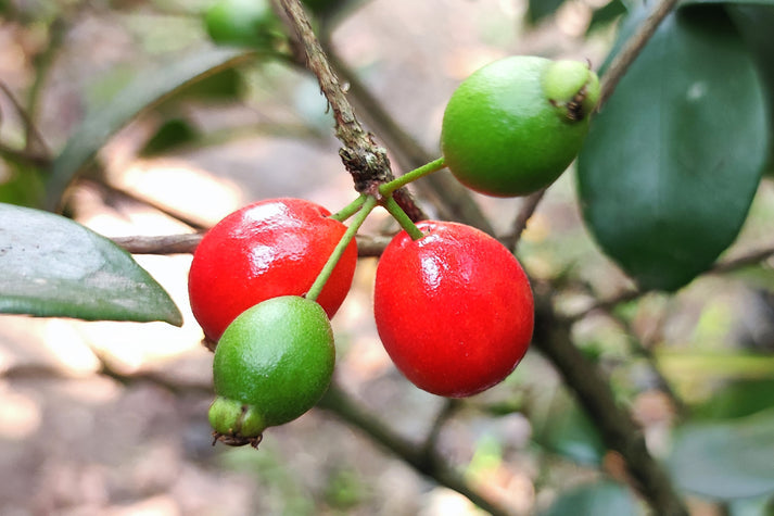 Cedar Bay Cherry (Eugenia uniflora)