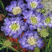 Scabiosa Blue Classic Sky Blue Bloom Seeds