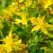 St. John's Wort Medicinal Herb Golden Bloom Seeds