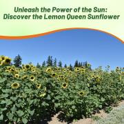 Sunflower Lemon Queen Pale Yellow Tall Bloom Seeds