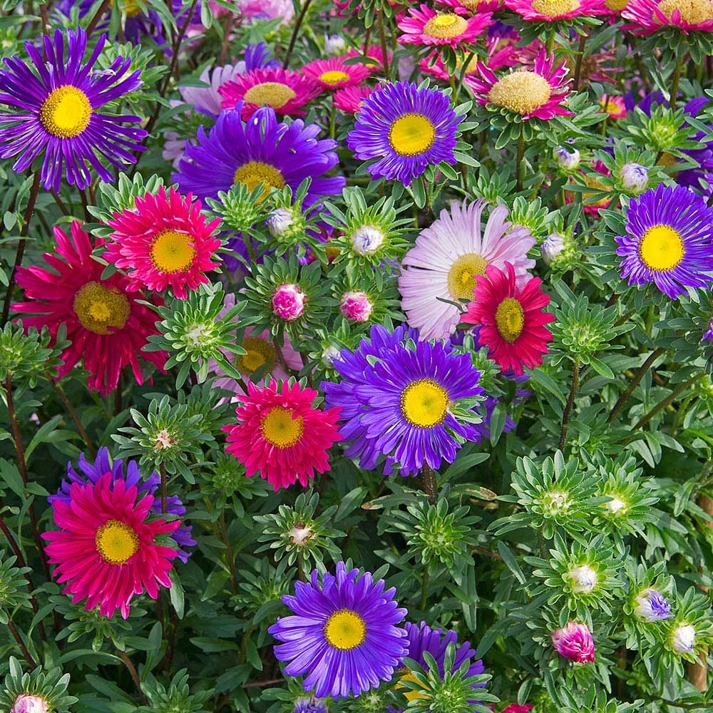 Aster Callistephus Chinensis Mixed Flower Seeds for Planting