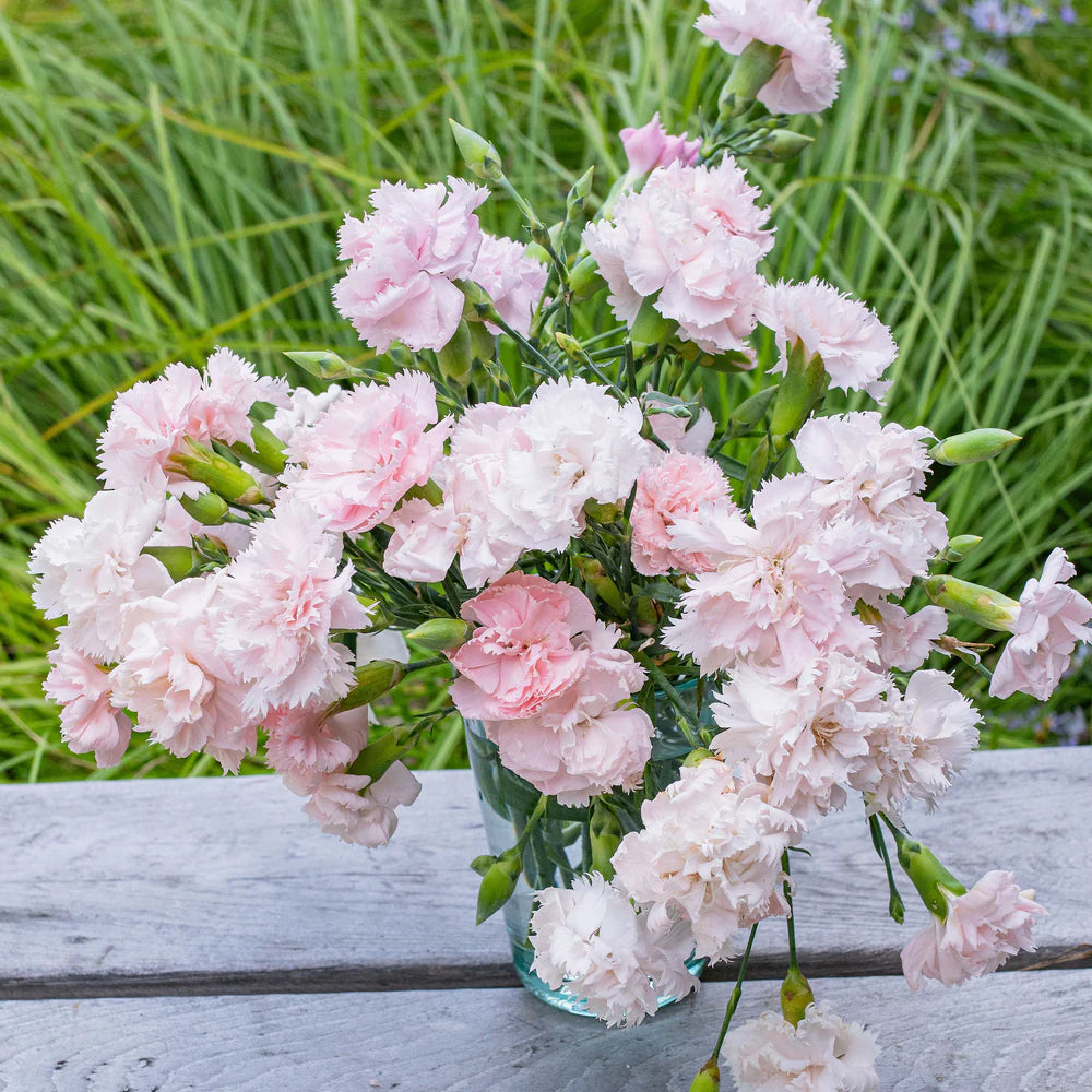 Carnation La France seeds – Heirloom, Non-GMO, High Germination Organic Garden Seeds