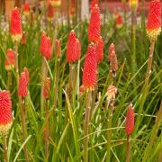 Red Hot Poker Uvaria Mix Fiery Torchlike Bloom Seeds