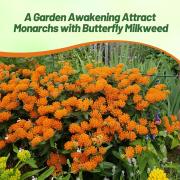 Milkweed Butterfly Monarch Attracting Flower Seeds