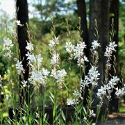 Gaura Seeds Graceful Perennial Bloom Flower Seeds