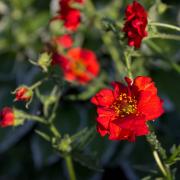 Geum Mrs. Bradshaw Bright Red Bloom Flower Seeds