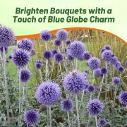 Globe Thistle Blue Hardy Drought Resistant Flower Seeds