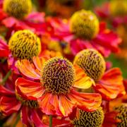 Helenium Autumnale Rich Golden Garden Bloom Seeds