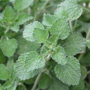 Horehound Seeds - Medicinal Herb Perennial Plant Seeds