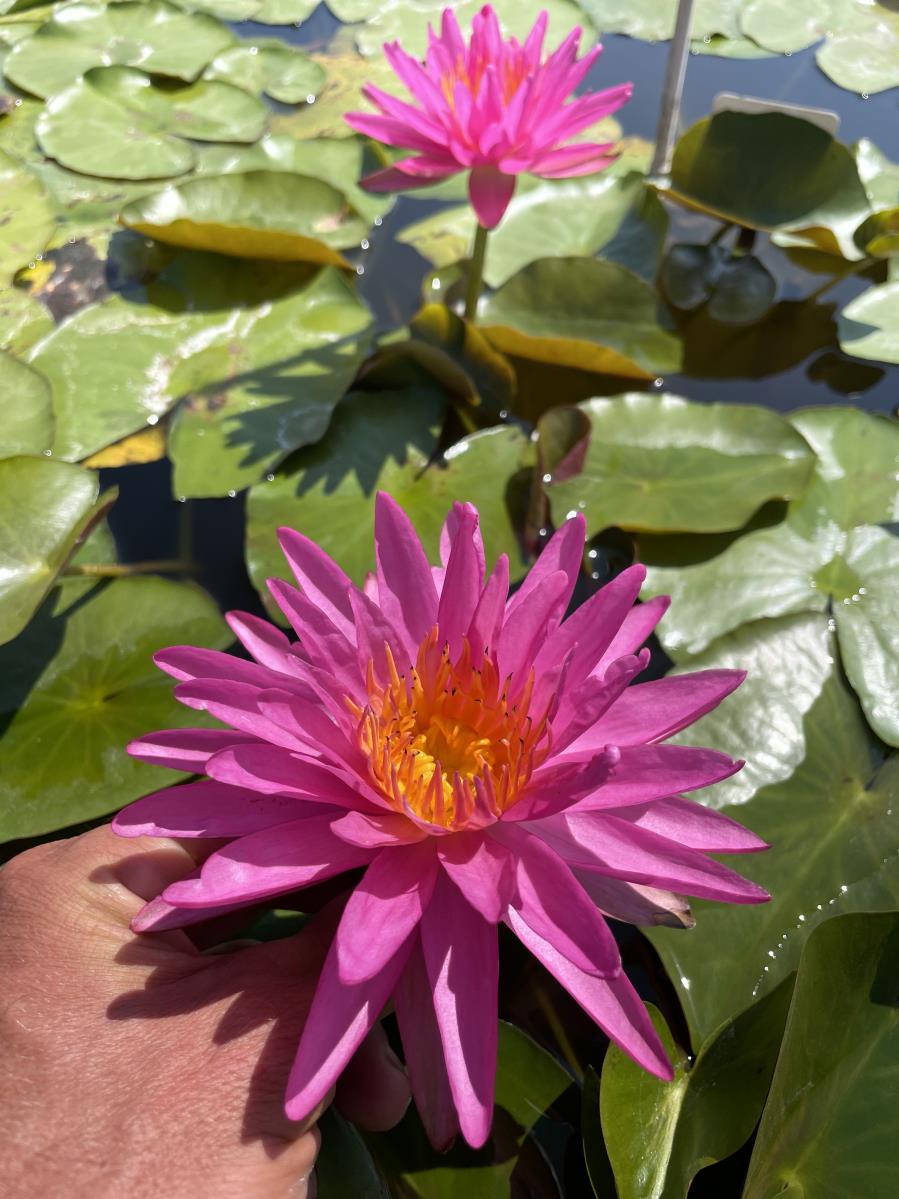 Waterlily Pink Silk (ISG)