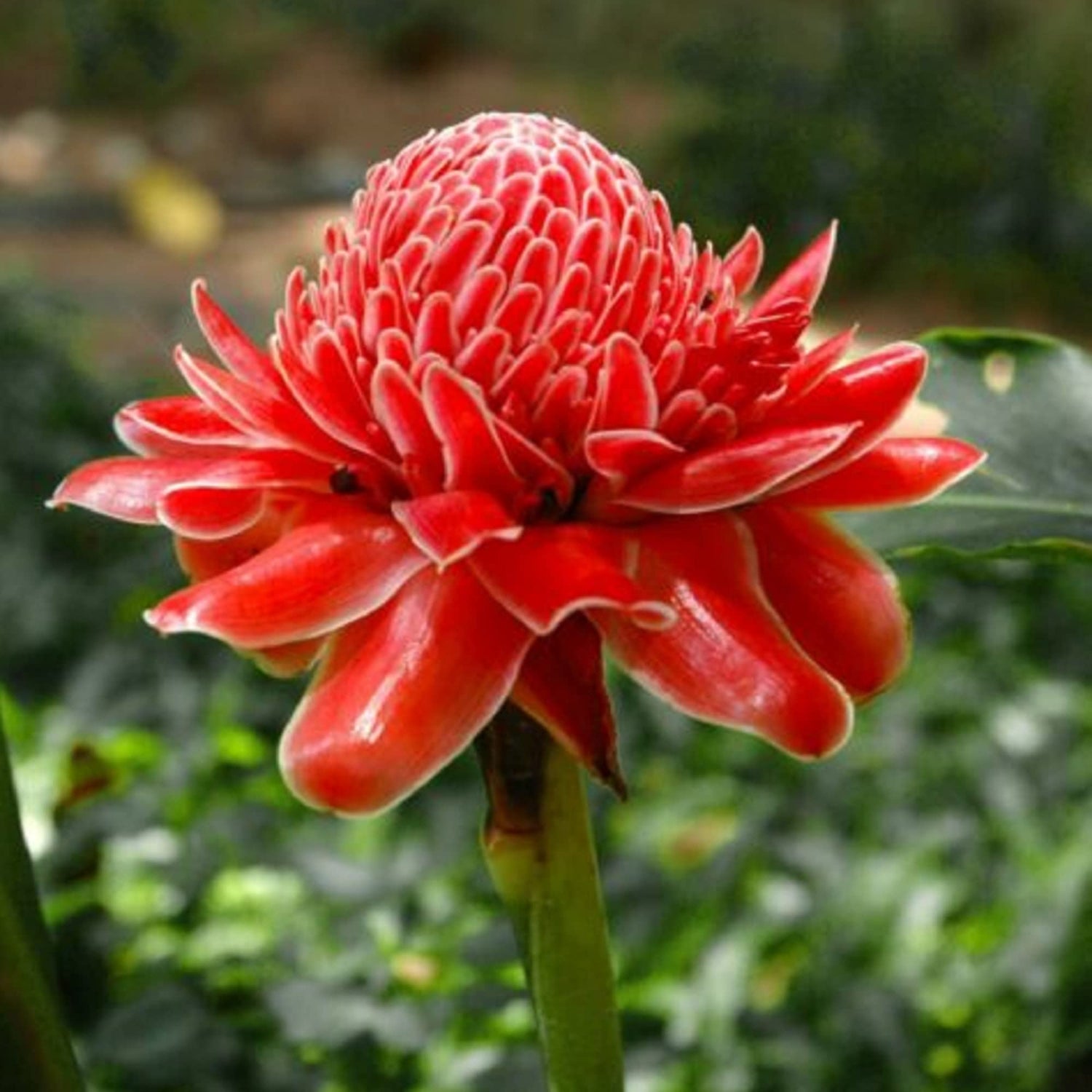 Torch Ginger Etlingera elatior Flower Seeds for Planting Exotic Red Variety in Tropical Garden