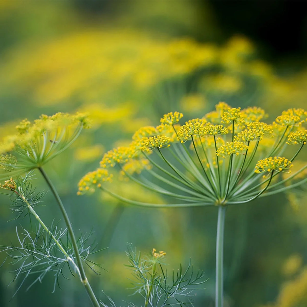 Dill "Compact" Seeds - Perfect for Indoor and Balcony Crops - Seeds for Home Garden