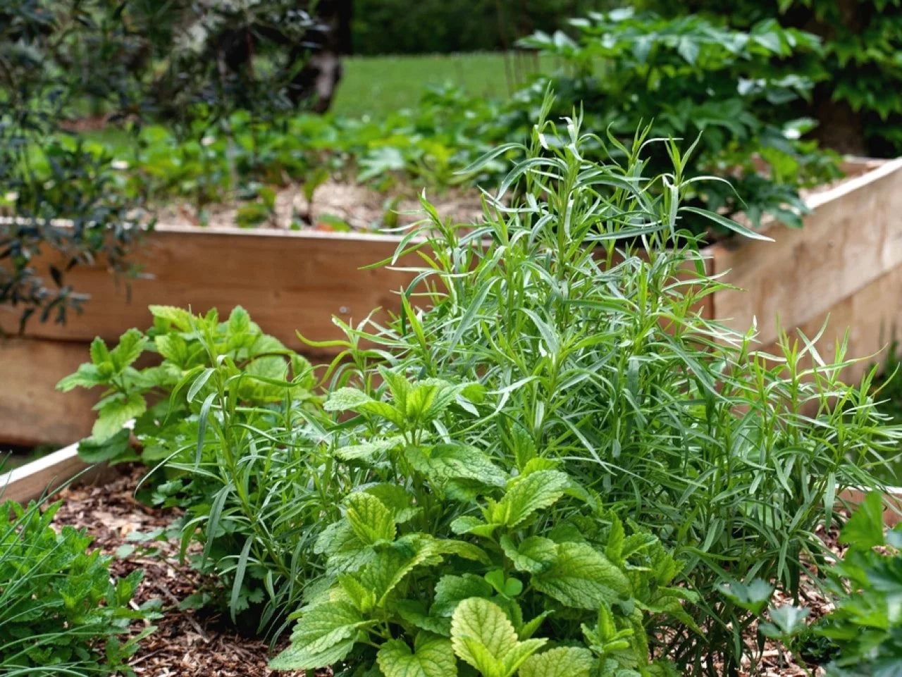 Green Tarragon Herb Plant Seeds for Aromatic and Flavorful Gardens – Fresh Herb for Your Garden