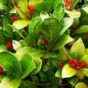 Wintergreen Hardy Evergreen Berry Seeds