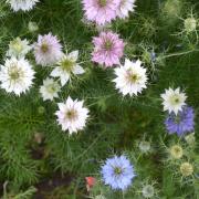 Nigella Mix Colorful Cottage Garden Bloom Seeds