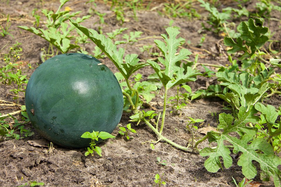 Melon Seeds for Juicy, Flavorful Fruit Harvests