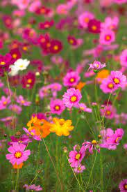 Cosmos Gatection Flower Seeds (Cosmos bipinnatus) Annual Variety for Bright Garden Borders