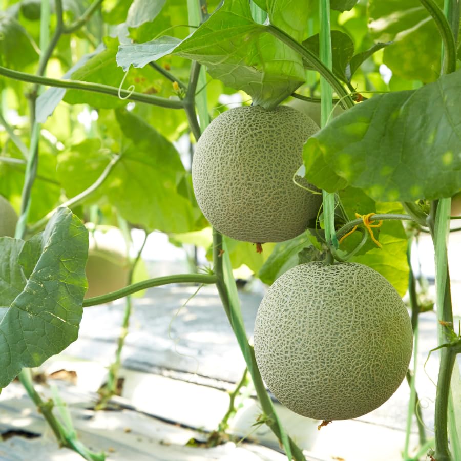 Muskmelon (Cucumis Melo) Fruit Seeds for Planting - Sweet and Refreshing Melon Varieties for Home Garden