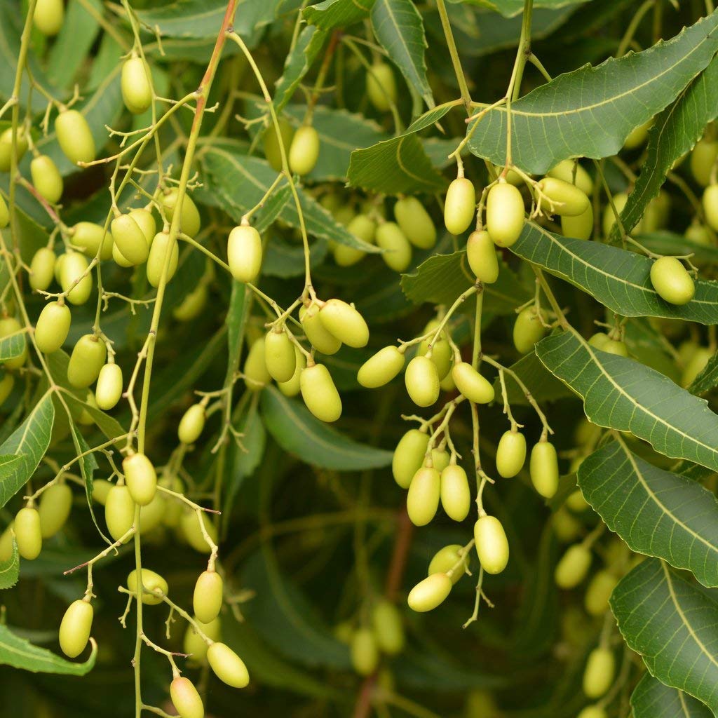 Azadirachta Fruit Seeds for Growing Resilient and Medicinal Trees