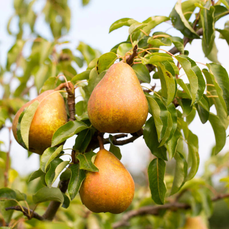 British Columbia Fruit Seeds for Growing Robust and Hardy Fruit Trees