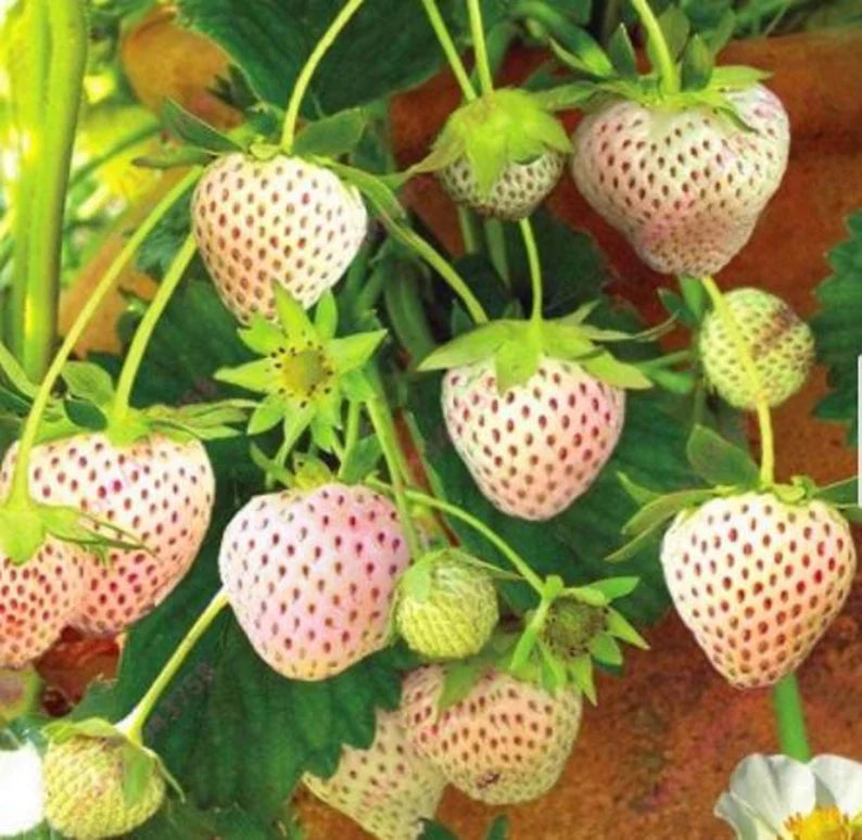 Pineberry White Strawberry Fruit Seeds for Planting - Growing Rare and Sweet White Strawberries