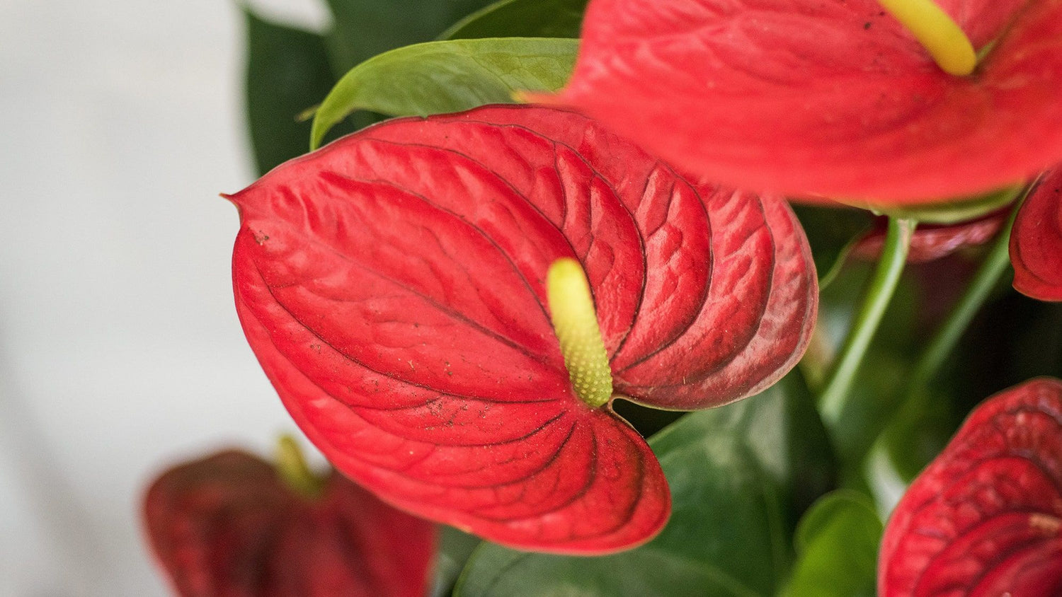 Anthurium Andraeanum Mixed Color Flowering Seeds For Planting