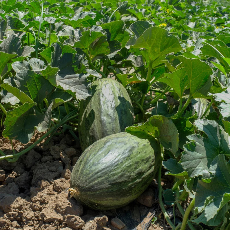 Green Toadskin Melon Fruit Seeds - Exotic Melons with a Unique Appearance