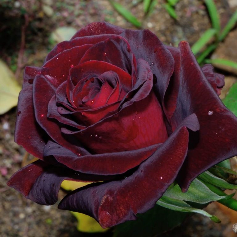 True Blood Black Rose Rare Flowering Seeds For Planting