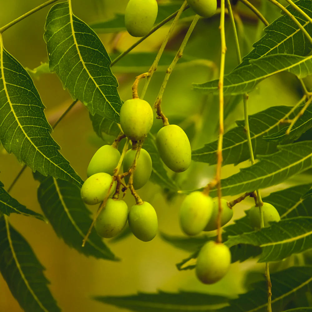 Azadirachta Fruit Seeds for Growing Resilient and Medicinal Trees