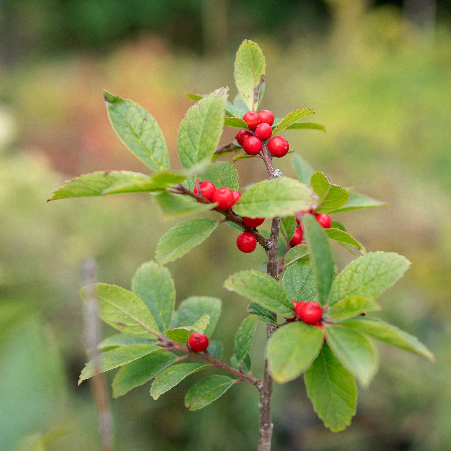 Winterberry Holly Seeds for Festive, Decorative Plants